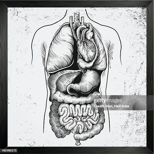 bildbanksillustrationer, clip art samt tecknat material och ikoner med human internal organs - människomage inre organ