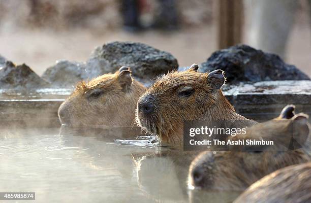 Capybara are relaxed in the hot spring at Saitama Children's Zoo on December 17, 2009 in Higashimatsushima, Saitama, Japan.