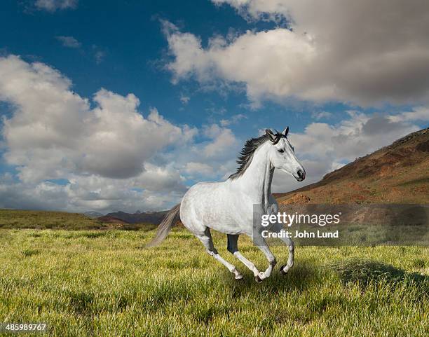 galloping white  horse - majestic horse stock pictures, royalty-free photos & images