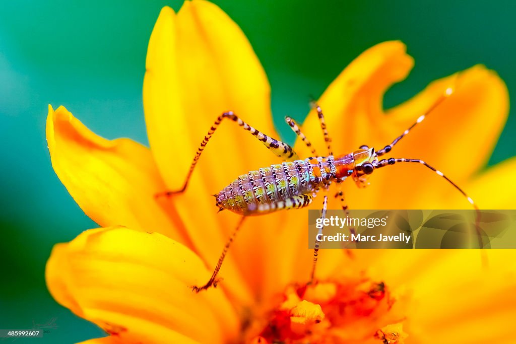 Insect on flower