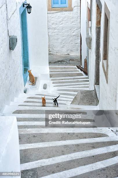 the cats of patmos - patmos greece stock pictures, royalty-free photos & images