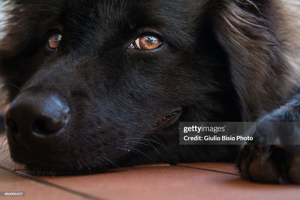 Belgian Sheperd dog portrait