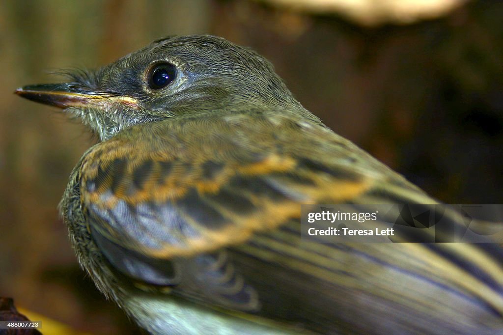 Close up of Eastern Wood Pewee bird