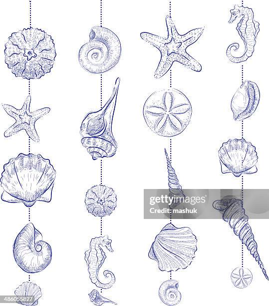 stockillustraties, clipart, cartoons en iconen met shell - sea horse