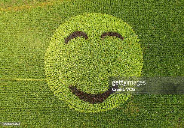 Happy Rice Face Rice Smile Face Photos and Premium High Res Pictures - Getty Images