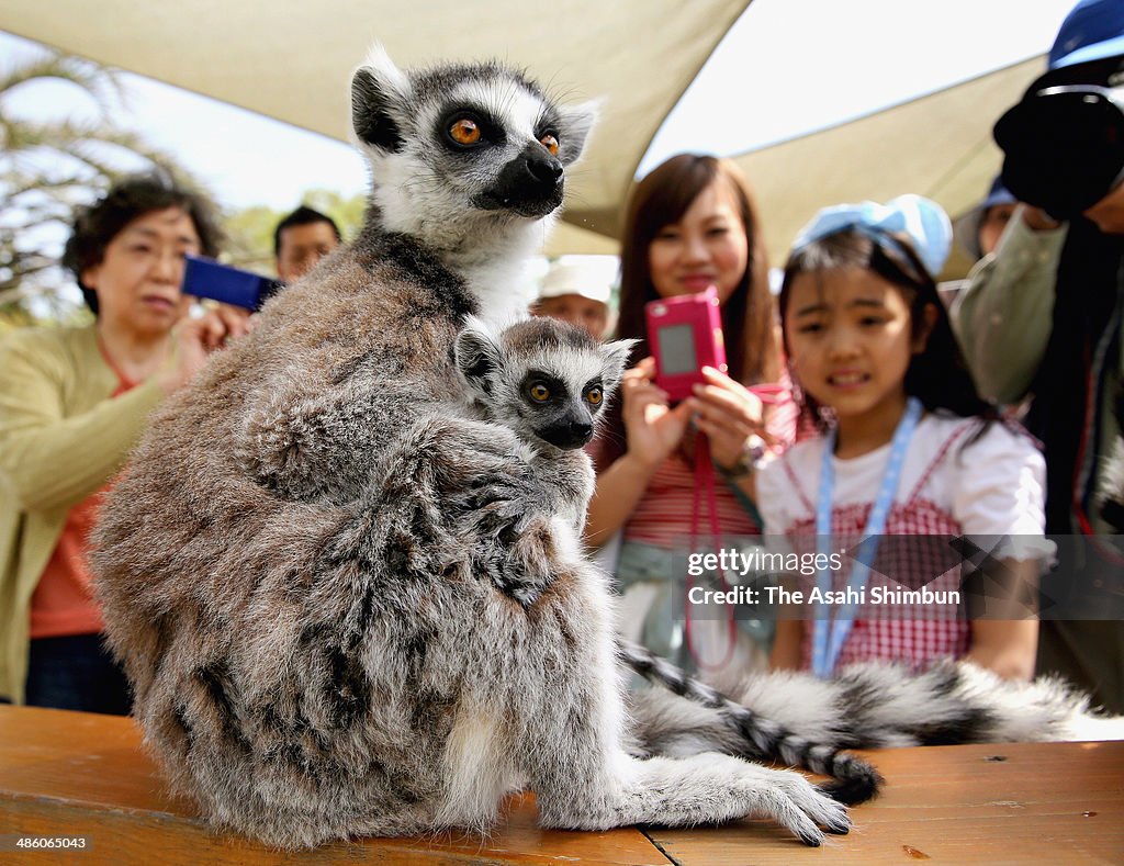 Baby Ring-Tailed Lemurs Attract Visitors At Japan Monkey Centre