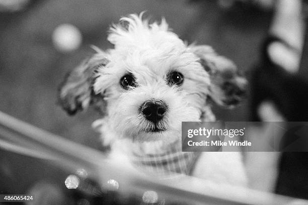 Adoptable puppies from The Shelter Pet Project play on the red carpet at the 2015 MTV Video Music Awards at Microsoft Theater on August 30, 2015 in...