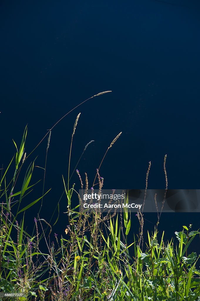 Wild grasses