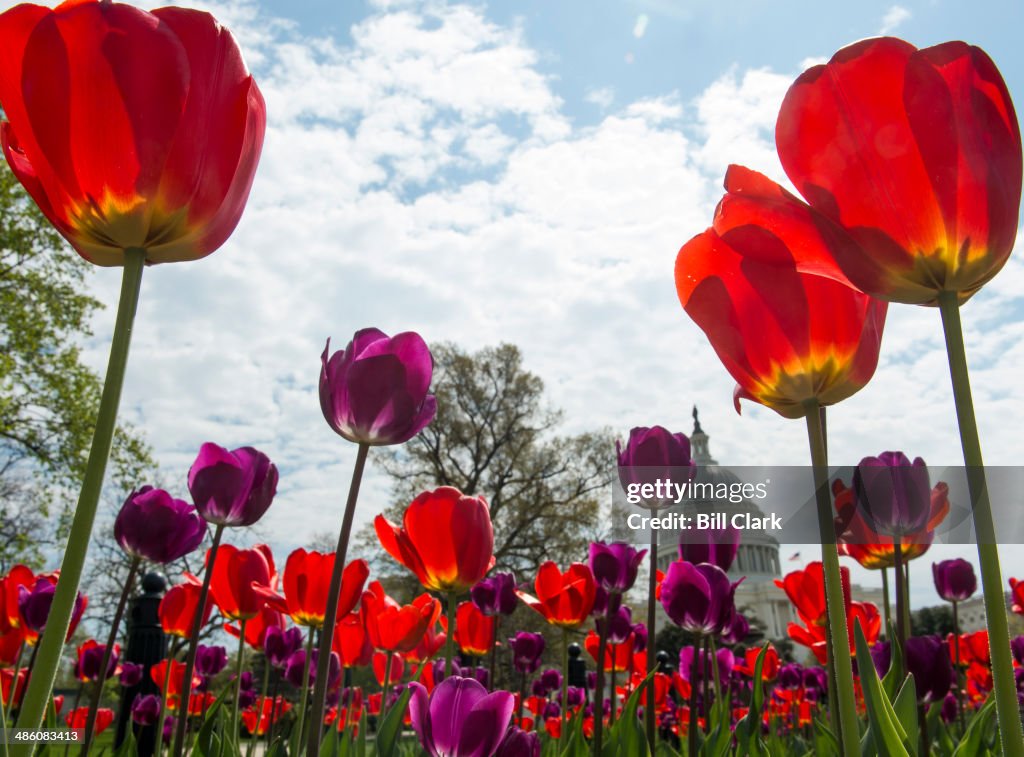 Capitol Tulips