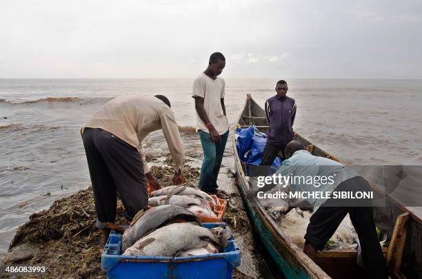 This picture taken on February 21, 2014 shows fishermen unloading a catch at Kasensero landing site in the rural Rakai district, on the shores of the...