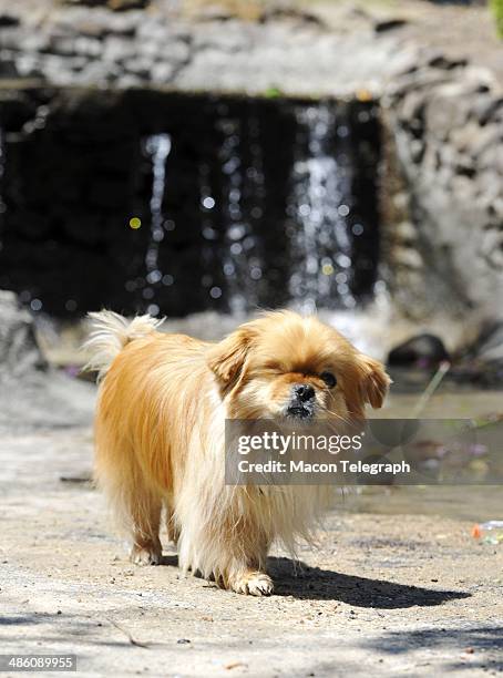 Lauren Teresa Giddings' dog, Butterbean, joined family and supporters at Washington Park for a picnic Monday after Stephen McDaniel plead guilty in...