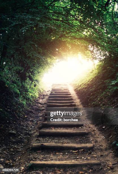forest path - light at the end of the tunnel stock pictures, royalty-free photos & images