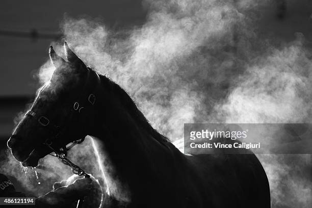 Bantam trained by John O'Shea for Godolphin cools down after a Moonee Valley trackwork session at Moonee Valley Racecourse on September 1, 2015 in...