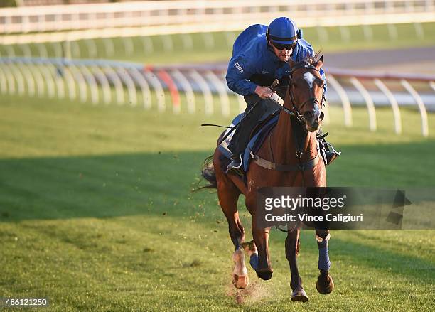Contributer from the Godolphin stable gallops during a Moonee Valley trackwork session at Moonee Valley Racecourse on September 1, 2015 in Melbourne,...