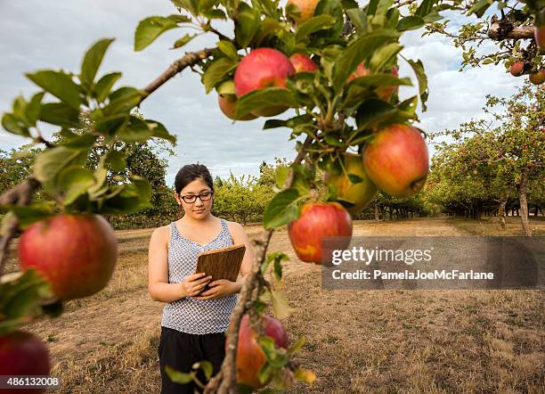 young woman with computer tablet examining apple trees in orchard - apple tree stock pictures, royalty-free photos & images