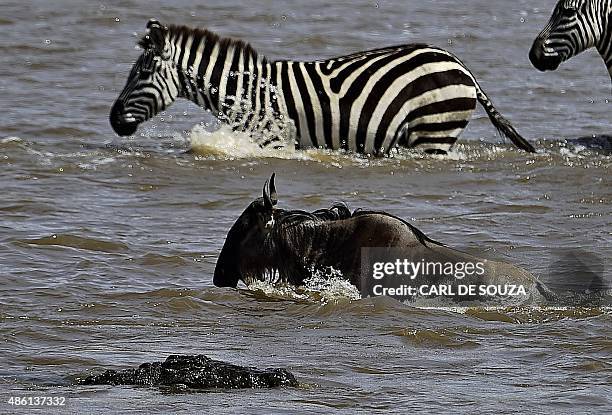 Crocodile passes a wildebeest and a zebra at a river crossing in Masai Mara on September 1, 2015. Every year hundreds of thousands of wildebeest make...