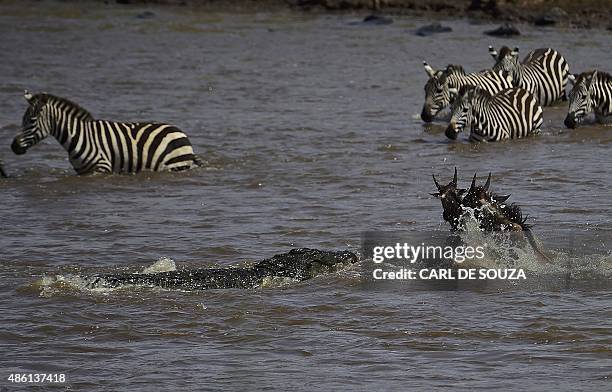 Crocodile attacks a wildebeest at a river crossing in Masai Mara on September 1, 2015. Every year hundreds of thousands of wildebeest make the...