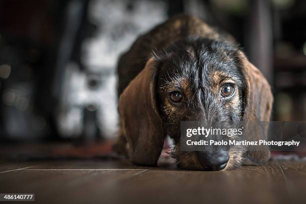 cute wire-haired dachshund at home - wire haired dachshund stock pictures, royalty-free photos & images