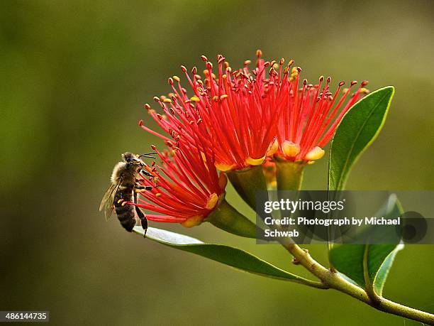 80 Metrosideros Stock Photos, High-Res Pictures, and Images - Getty Images