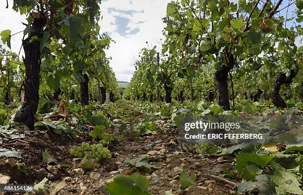 This photo shows Chablis designated first vintage vineyards of "Montee de Tonnerre" in Chablis after they were damaged by a violent overnight hail on...