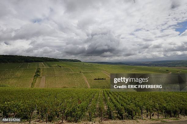 This photo shows Chablis designated first vintage vineyards of "Montee de Tonnerre" in Chablis after they were damaged by a violent overnight hail on...