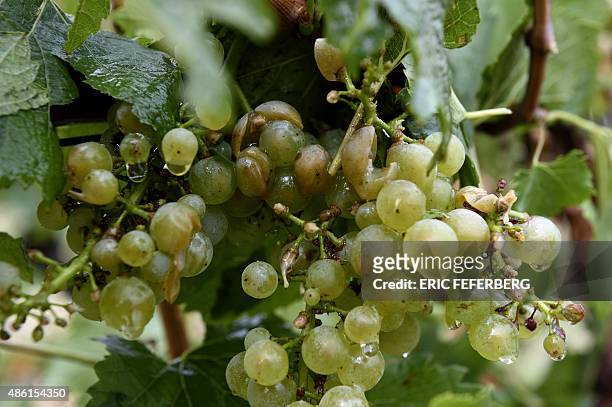 This photo shows grapes of the Chablis designated great vintage vineyards of "Les Clos" in Chablis after the vineyards were damaged by a violent...