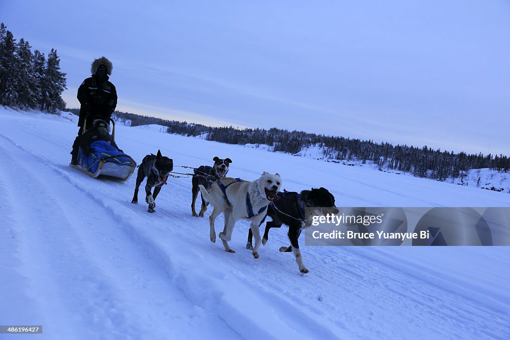Dog sledding at frozen Great Slave Lake