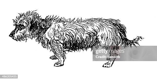 norfolk terrier - norfolk terrier stock illustrations