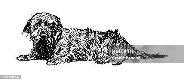 norfolk terrier - norfolk terrier stock illustrations