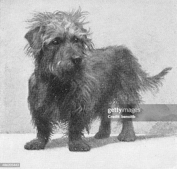 ilustrações, clipart, desenhos animados e ícones de norfolk terrier - norfolk terrier