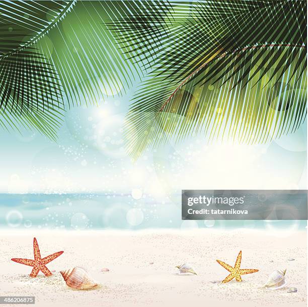 tropische hintergrund - sea shell stock-grafiken, -clipart, -cartoons und -symbole