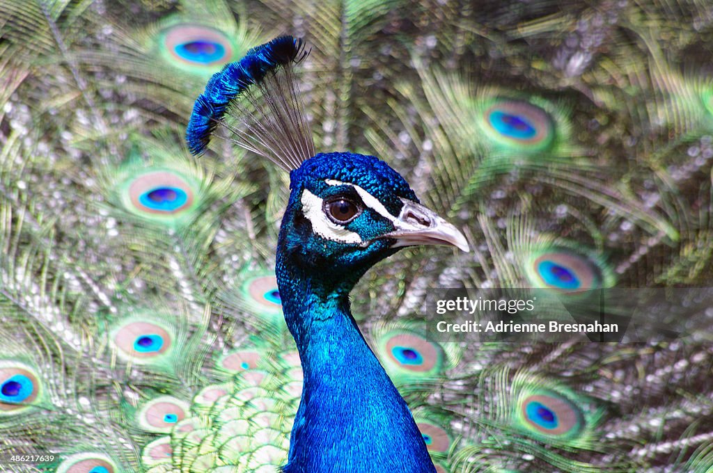 His Majesty the Peacock