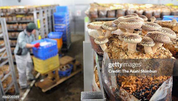 Shiitake Mushrooms are ready to crop at the Shiitake mushroom factory San-esu Farm on April 9, 2014 in Minamishimabara, Nagasaki, Japan. The mushroom...