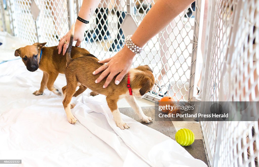 Puppies up for adoption after rescue