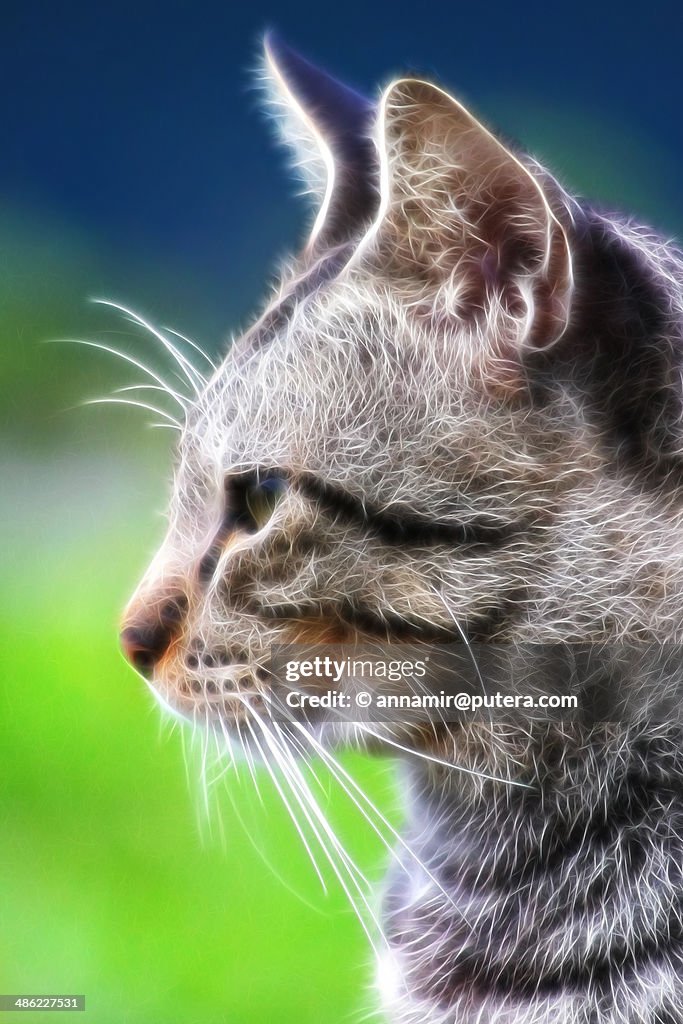 Fractalius Cat