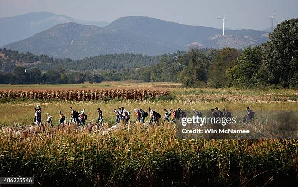 Syrian migrants cross though a cornfield as they walk to a border crossing on the Greek and Macedonian border September 2, 2015 near Idomeni, Greece....