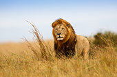 Beautiful Lion Caesar in the golden grass of Masai Mara