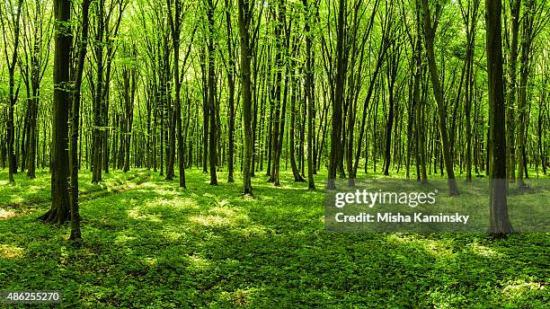 panorama de la primavera bosque - marzo fotografías e imágenes de stock