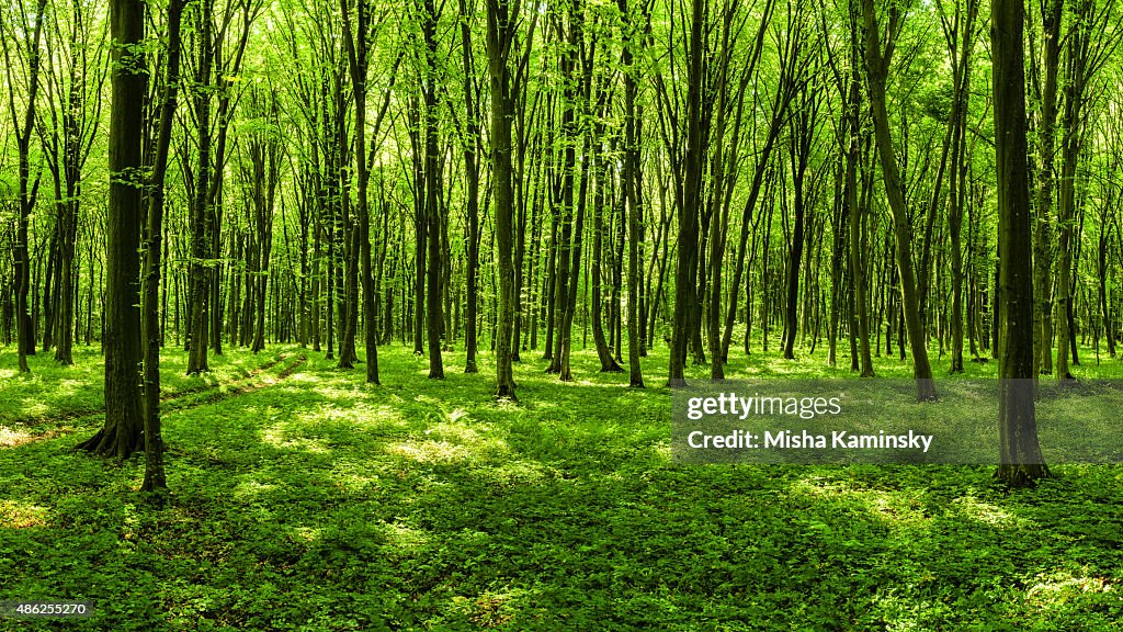 Simple Spring Forest Panorama Of Spring Forest High-Res Stock Photo - Getty Images