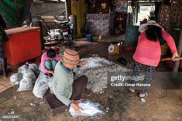 Group of women put salt into a pile of fish that they are packing in one of the fishing storages in Chong Kneas on April 23, 2014 in Siem Reap,...