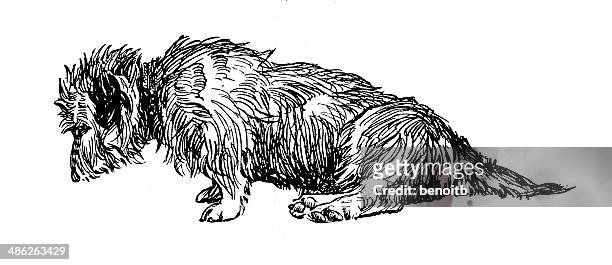 norfolk terrier - norfolk terrier 幅插畫檔、美工圖案、卡通及圖標