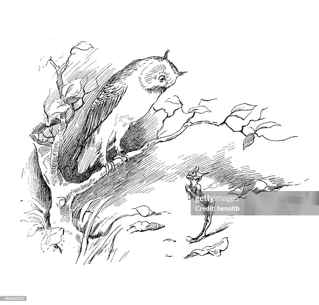 Owl And Elf