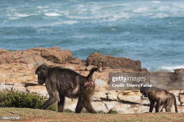 Two Chacma baboons walk along the Atlantic Ocean coast on the road to the Cape of Good Hope.
