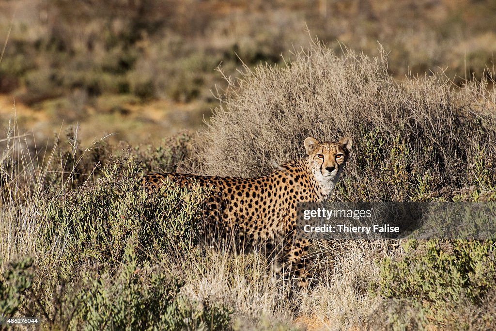 An African cheetah (acinonyx jubatus lanea), rescued and...