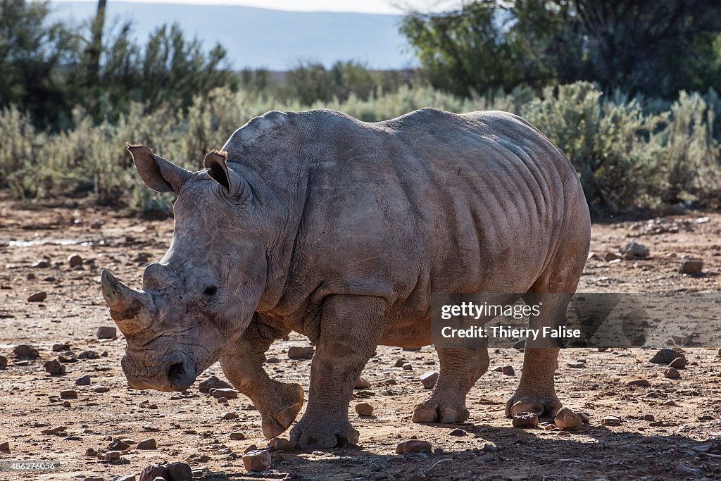 A young rhinoceros walks in the Inverdoorn Game Reserve.