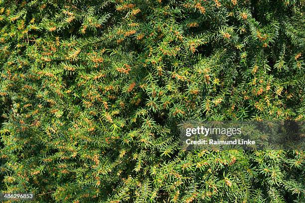 yew tree in spring - yew needles stock pictures, royalty-free photos & images