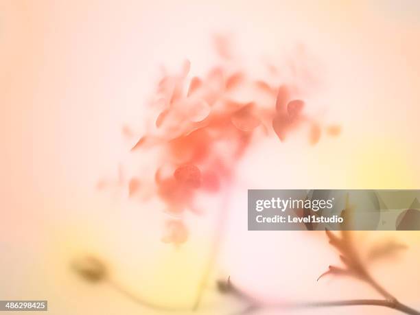 multi colored abstract background of the flower - blumen hintergrund stock-fotos und bilder