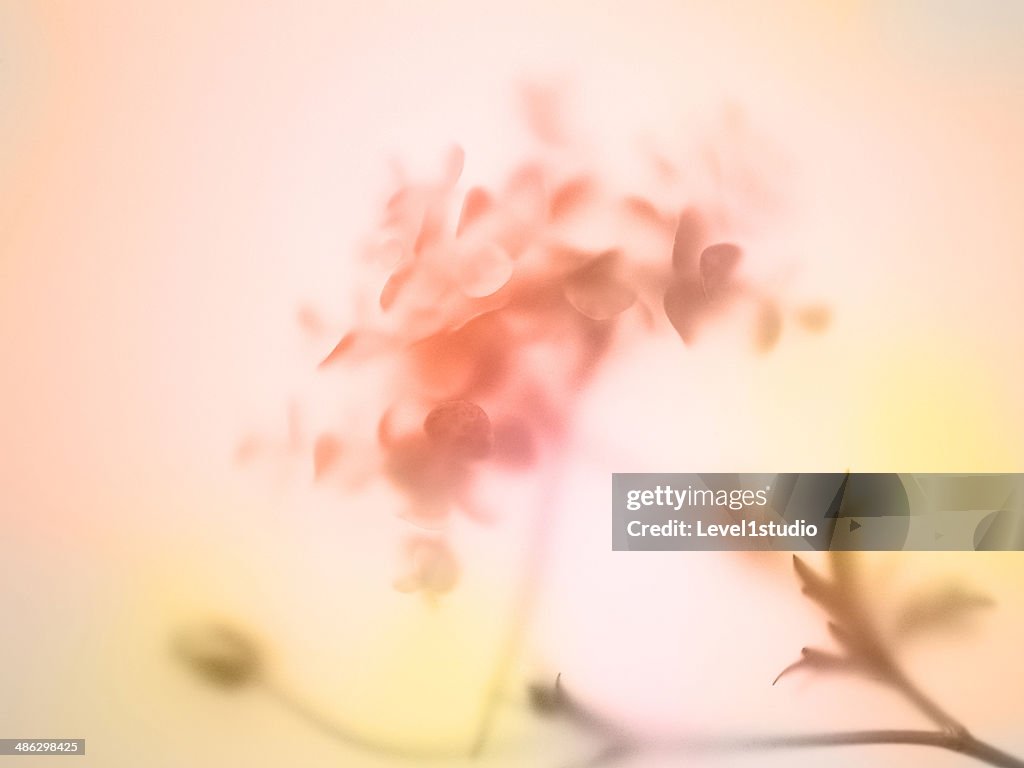 Multi colored abstract background of the flower