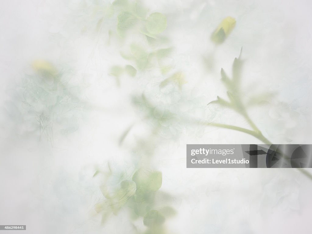 Abstract background of the flower