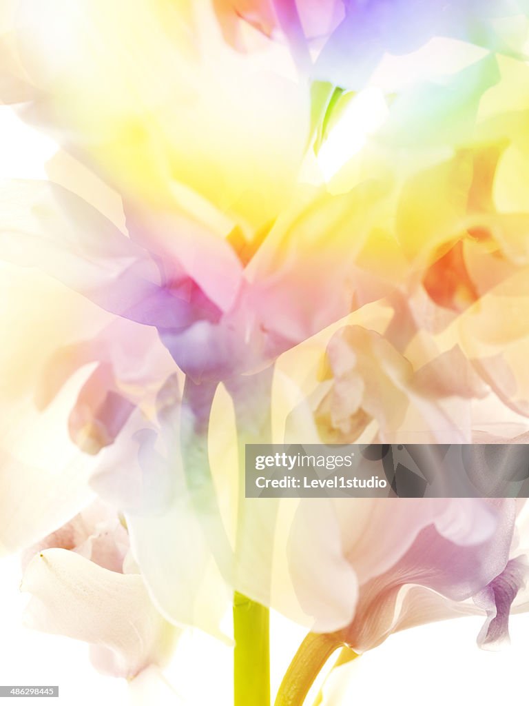 Multi colored abstract background of the flower